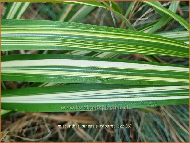 Miscanthus sinensis 'Cabaret' | Prachtriet, Chinees riet, Japans sierriet, Sierriet | Chinaschilf