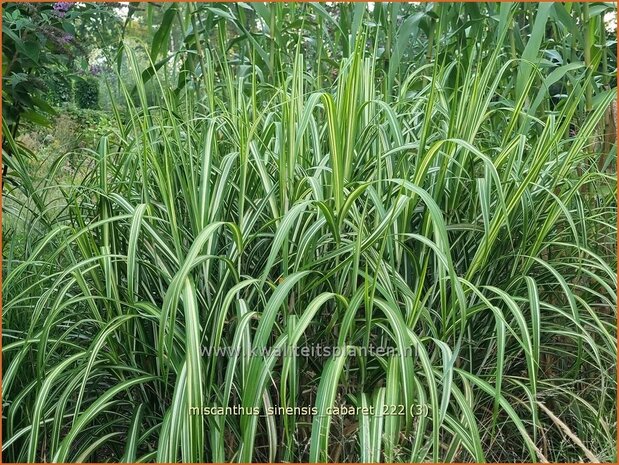 Miscanthus sinensis 'Cabaret' | Prachtriet, Chinees riet, Japans sierriet, Sierriet | Chinaschilf