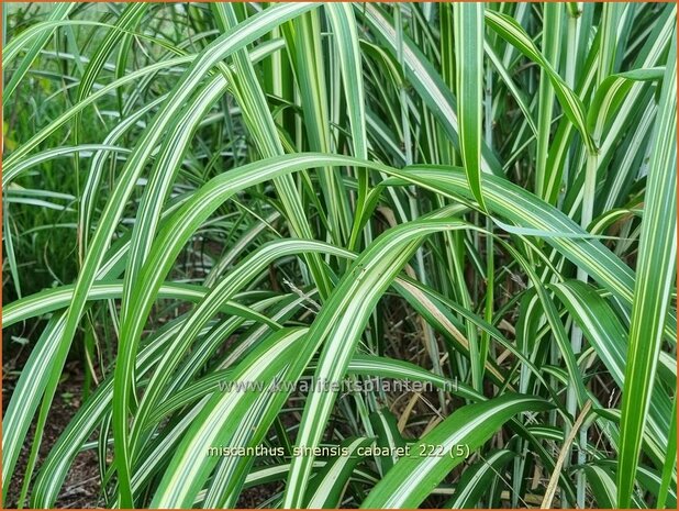 Miscanthus sinensis 'Cabaret' | Prachtriet, Chinees riet, Japans sierriet, Sierriet | Chinaschilf