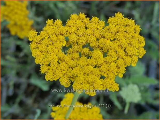 Achillea filipendulina 'Altgold' | Duizendblad | Hohe Goldgarbe | Fern-Leaf Yarrow