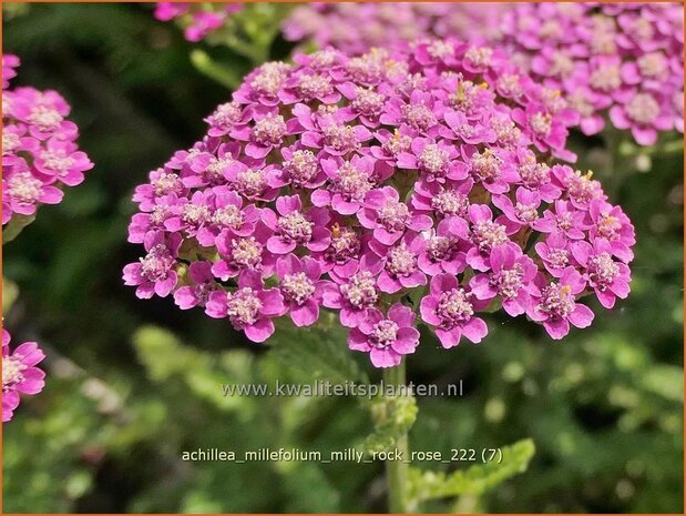 Achillea millefolium 'Milly Rock Rose' | Duizendblad | Gew&ouml;hnliche Schafgarbe | California yarrow
