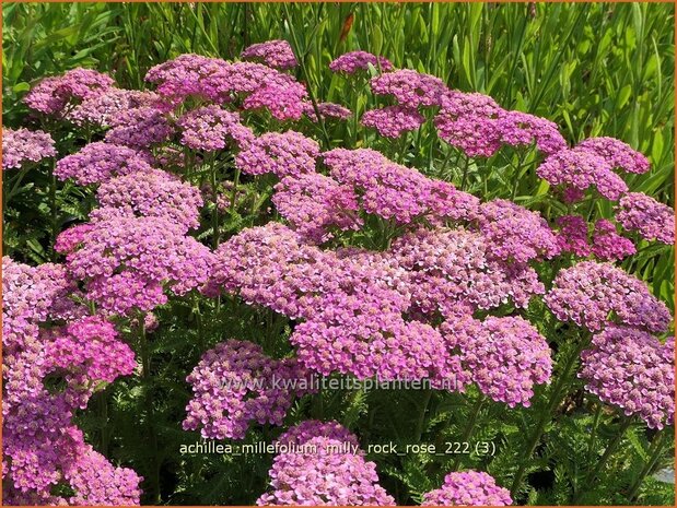 Achillea millefolium 'Milly Rock Rose' | Duizendblad | Gew&ouml;hnliche Schafgarbe | California yarrow