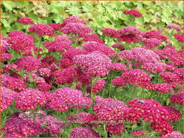 Achillea 'Pomegranate' | Duizendblad | Garbe | Yarrow