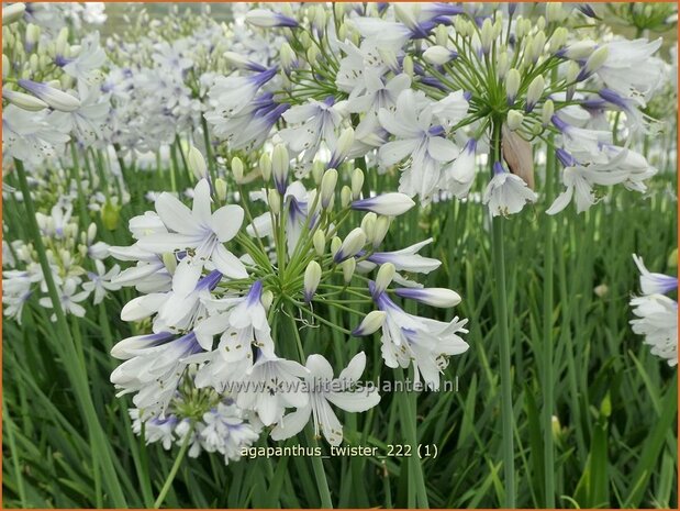 Agapanthus 'Twister' | Afrikaanse lelie, Kaapse lelie, Liefdesbloem | Schmucklilie | African Lily