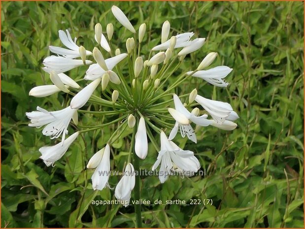 Agapanthus 'Vallée de Sarthe' | Afrikaanse lelie, Kaapse lelie, Liefdesbloem | Schmucklilie | African Lily