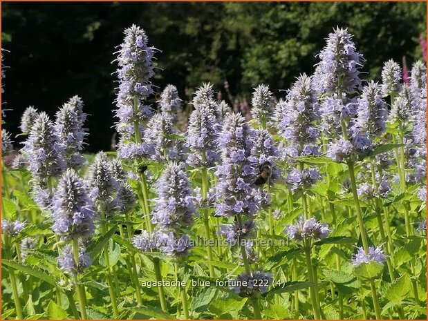 Agastache 'Blue Fortune' | Dropplant, Anijsnetel | Duftnessel | Giant Hyssop