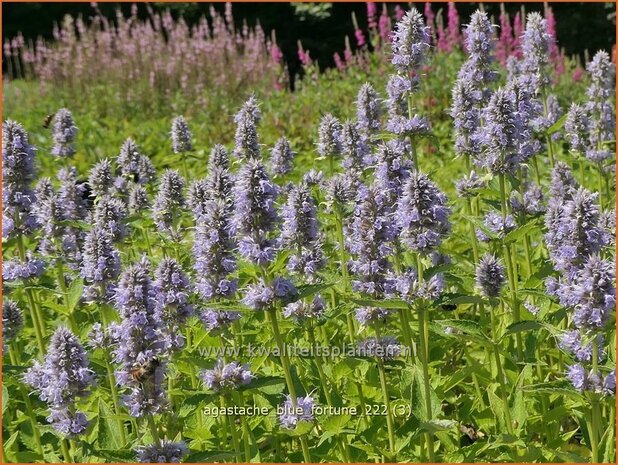 Agastache 'Blue Fortune' | Dropplant, Anijsnetel | Duftnessel | Giant Hyssop