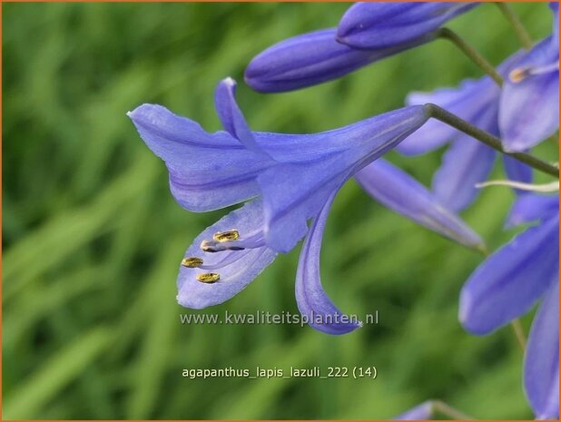 Agapanthus 'Lapis Lazuli' | Afrikaanse lelie, Kaapse lelie, Liefdesbloem | Schmucklilie | African Lily