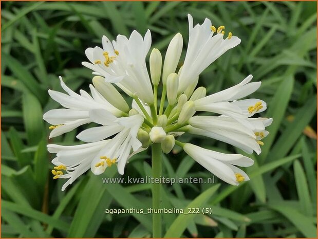 Agapanthus 'Thumbelina' | Afrikaanse lelie, Kaapse lelie, Liefdesbloem | Schmucklilie | African Lily