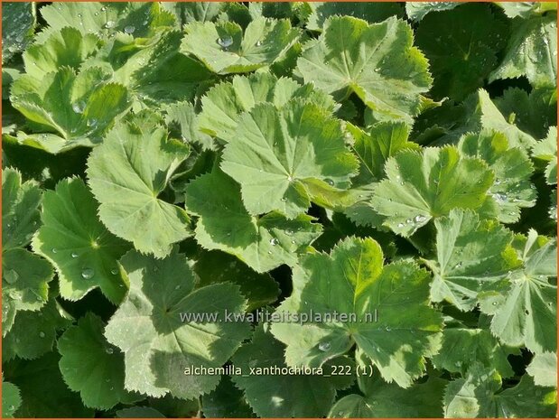 Alchemilla xanthochlora | Geelgroene vrouwenmantel, Vrouwenmantel | Gelbgrüner Frauenmantel | Intermediate Lady's-mantle