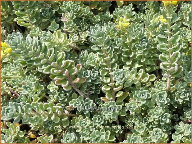 Alyssum wulfenianum 'Golden Spring' | Schildzaad | Wulfens Steinkraut | Alisons