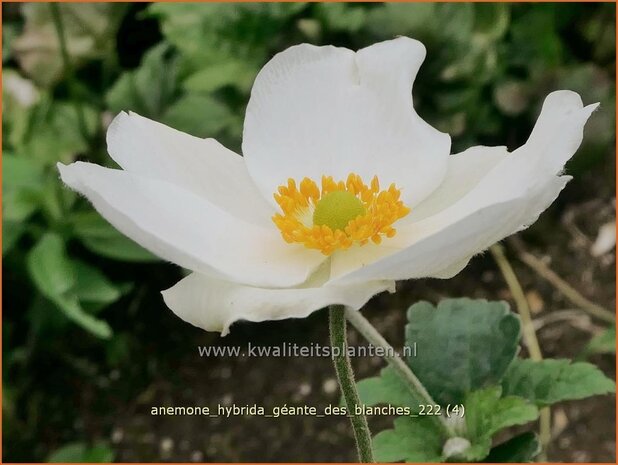 Anemone hybrida 'Géante des Blanches' | Herfstanemoon, Japanse anemoon, Anemoon | Herbstanemone | Japanese Anemone