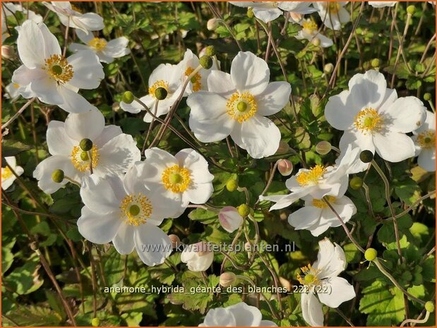 Anemone hybrida 'Géante des Blanches' | Herfstanemoon, Japanse anemoon, Anemoon | Herbstanemone | Japanese Anemone