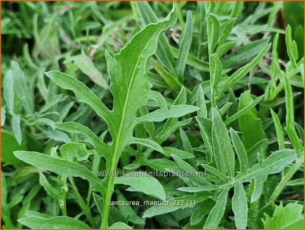 Centaurea rhaetica | Korenbloem, Centaurie | Ätische Flockenblume | Rhaetian knapweed