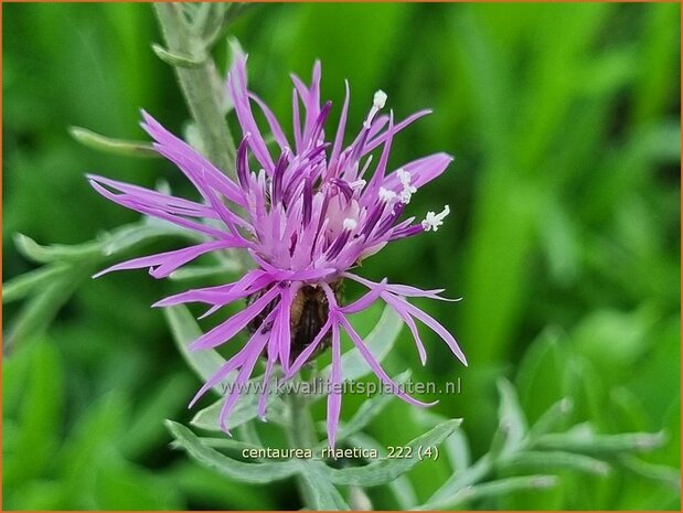 Centaurea rhaetica | Korenbloem, Centaurie | Ätische Flockenblume | Rhaetian knapweed