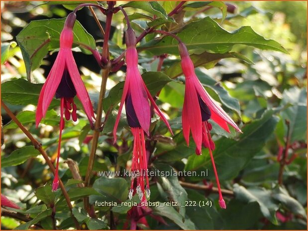 Fuchsia regia subsp. reitzii | Bellenplant, Tuinfuchsia, Fuchsia | Fuchsie | Fuchsia