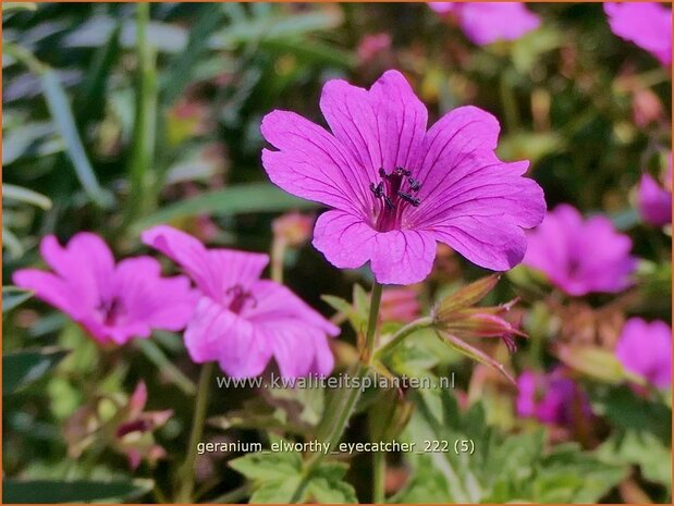 Geranium 'Elworthy Eyecatcher' | Ooievaarsbek, Tuingeranium, Geranium | Storchschnabel | Cranesbill