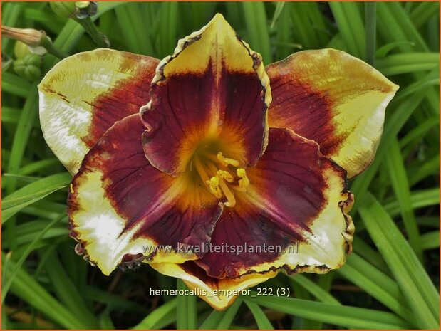 Hemerocallis 'Emperor' | Daglelie | Taglilie | Day Lily