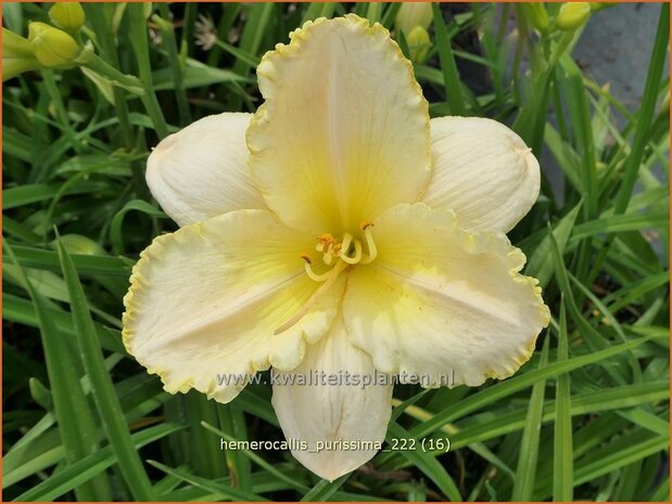 Hemerocallis 'Purissima' | Daglelie | Taglilie | Day Lily