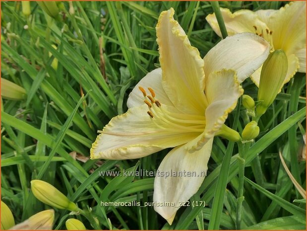 Hemerocallis 'Purissima' | Daglelie | Taglilie | Day Lily