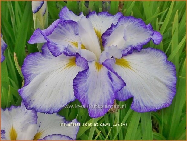 Iris ensata 'Light at Dawn' | Japanse iris, Iris, Lis | Japanische Sumpf-Schwertlilie | Japanese Iris