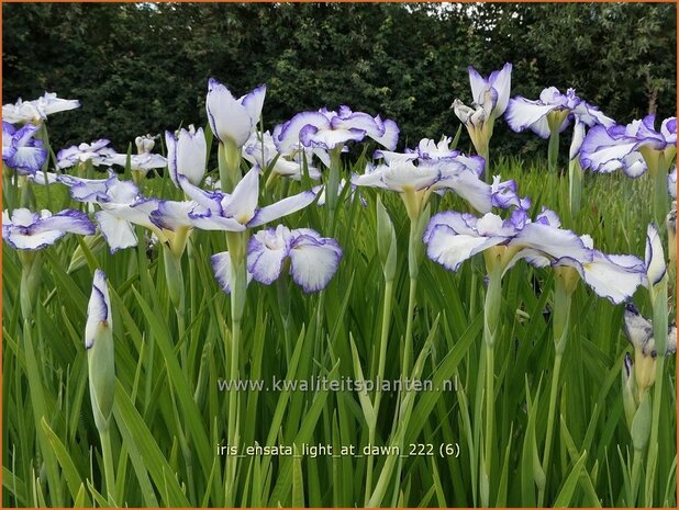 Iris ensata 'Light at Dawn' | Japanse iris, Iris, Lis | Japanische Sumpf-Schwertlilie | Japanese Iris