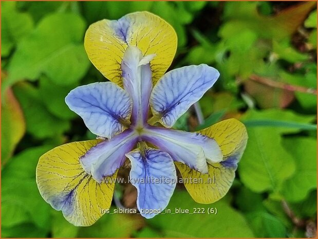 Iris sibirica 'Tipped in Blue' | Siberische iris, Lis, Iris | Sibirische Schwertlilie | Siberian Iris