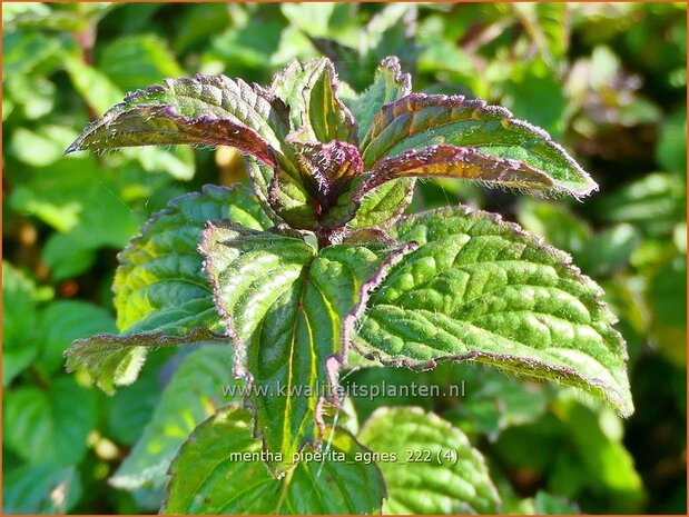 Mentha piperita 'Agnes' | Pepermunt, Munt | Pfefferminze | Peppermint