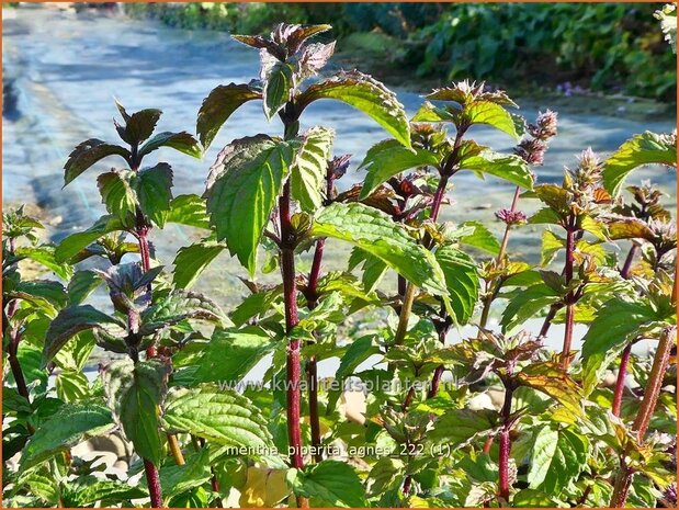 Mentha piperita 'Agnes' | Pepermunt, Munt | Pfefferminze | Peppermint