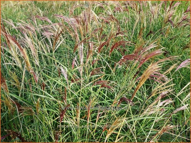 Miscanthus sinensis 'Rotsilber' | Chinees prachtriet, Chinees riet, Japans sierriet, Sierriet | Chinaschilf | Eulalia