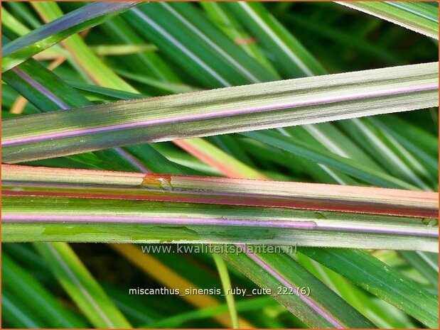 Miscanthus sinensis 'Ruby Cute' | Chinees prachtriet, Chinees riet, Japans sierriet, Sierriet | Chinaschilf | Eulalia