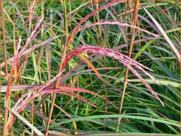 Miscanthus sinensis 'Ruby Cute' | Chinees prachtriet, Chinees riet, Japans sierriet, Sierriet | Chinaschilf | Eulalia