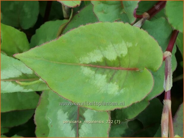 Persicaria nepalensis | Nepalese duizendknoop, Duizendknoop | Nepal-Knöterich | Nepal Knotweed