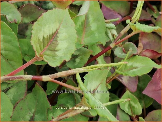 Persicaria nepalensis | Nepalese duizendknoop, Duizendknoop | Nepal-Knöterich | Nepal Knotweed