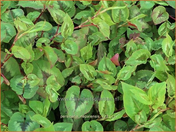 Persicaria nepalensis | Nepalese duizendknoop, Duizendknoop | Nepal-Knöterich | Nepal Knotweed