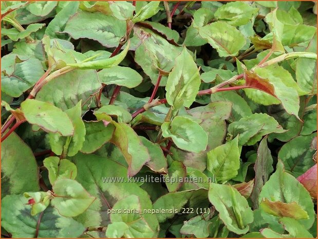 Persicaria nepalensis | Nepalese duizendknoop, Duizendknoop | Nepal-Knöterich | Nepal Knotweed