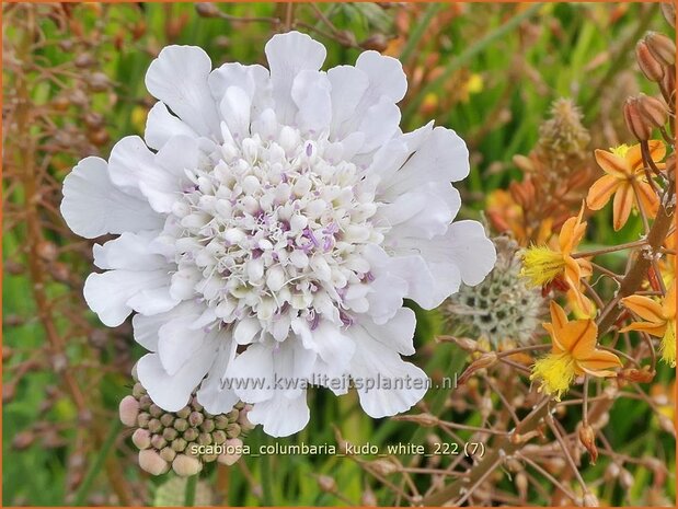 Scabiosa columbaria 'Kudo White' | Duifkruid, Schurftkruid | Tauben-Skabiose | Pigeon's Scabious