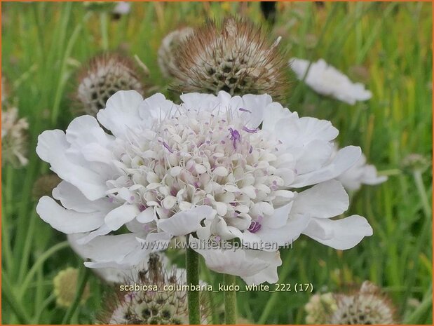 Scabiosa columbaria 'Kudo White' | Duifkruid, Schurftkruid | Tauben-Skabiose | Pigeon's Scabious