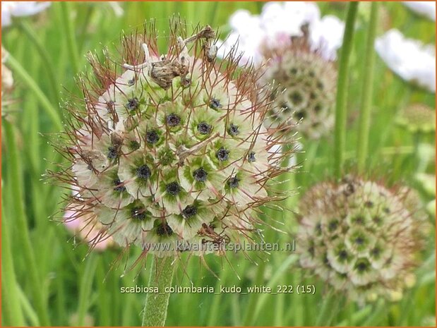 Scabiosa columbaria 'Kudo White' | Duifkruid, Schurftkruid | Tauben-Skabiose | Pigeon's Scabious