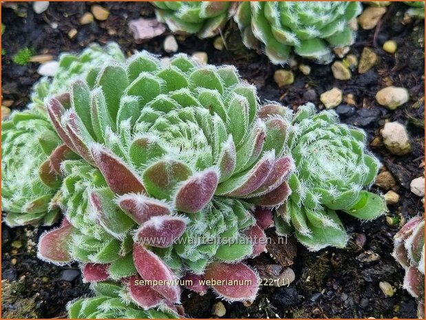 Sempervivum weberianum | Huislook, Donderblad | Echte Hauswurz | Common Houseleek