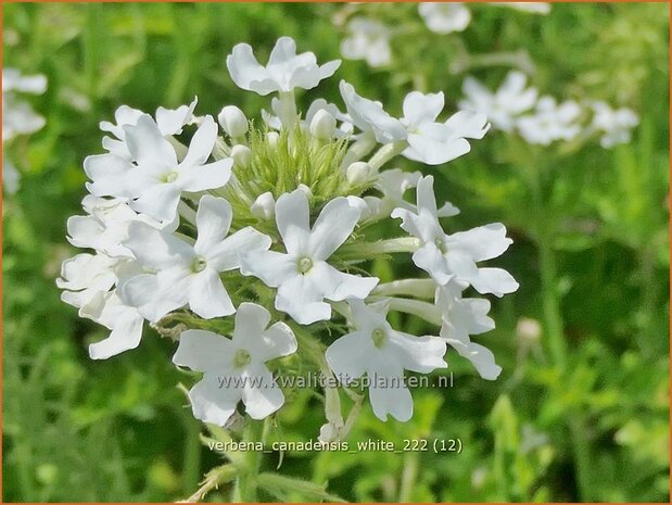 Verbena canadensis 'White' | IJzerhard | Kanadisches Eisenkraut | Canadian Vervain