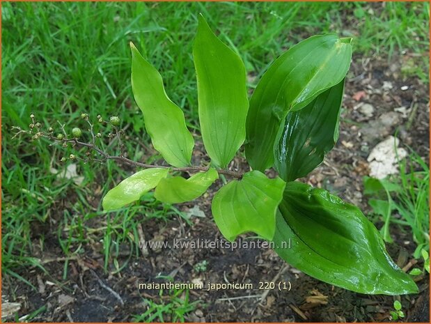 Maianthemum japonicum | Schattenblume | May Lily