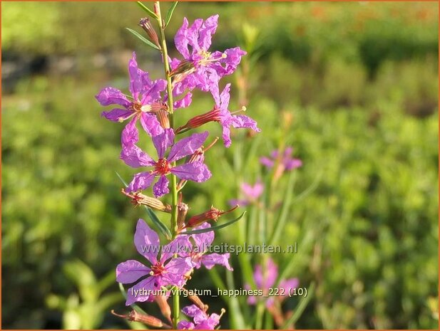 Lythrum virgatum 'Happiness' | Fijne kattenstaart, Kattenstaart | Ruten-Weiderich | Wand Loosestrife