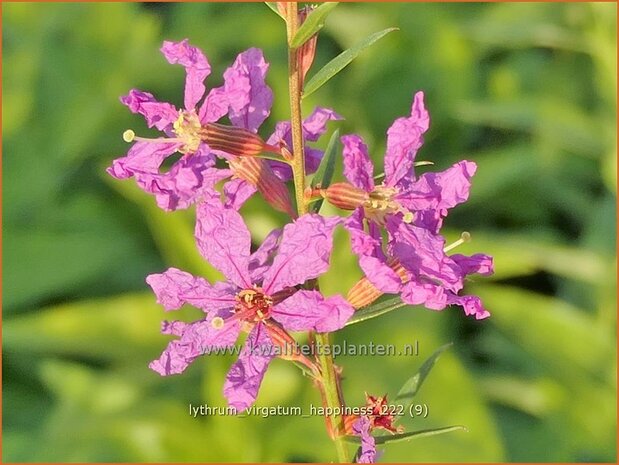 Lythrum virgatum 'Happiness' | Fijne kattenstaart, Kattenstaart | Ruten-Weiderich | Wand Loosestrife