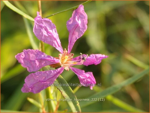 Lythrum virgatum 'Happiness' | Fijne kattenstaart, Kattenstaart | Ruten-Weiderich | Wand Loosestrife