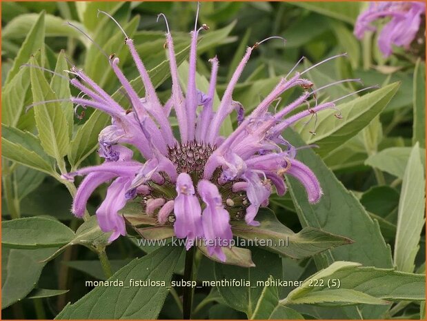 Monarda fistulosa subsp. menthifolia 'Mohikaner' | Wilde bergamotplant, Bergamotplant, Indianennetel | Minzeblättrig