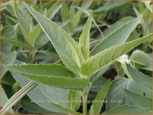 Monarda fistulosa subsp. menthifolia 'Mohikaner' | Wilde bergamotplant, Bergamotplant, Indianennetel | Minzeblättrig