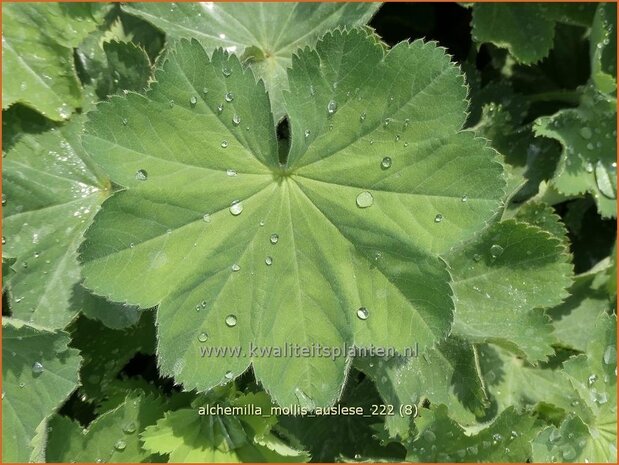 Alchemilla mollis 'Auslese' | Vrouwenmantel | Großblättriger Frauenmantel | Lady's Mantle