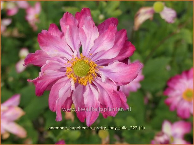 Anemone hupehensis 'Pretty Lady Julia' | Herfstanemoon, Japanse anemoon, Anemoon | Herbstanemone | Japanese Anemone