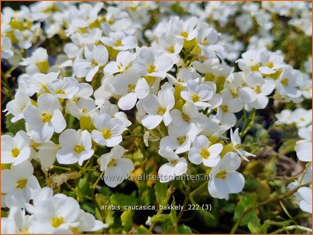 Arabis caucasica 'Bakkely' | Randjesbloem, Rijstebrij | Kaukasische G&auml;nsekresse | Mountain Rock Cress